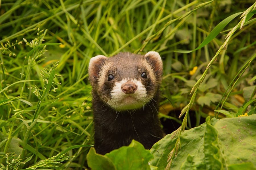 animals-1144845_1280 Ferret in grass