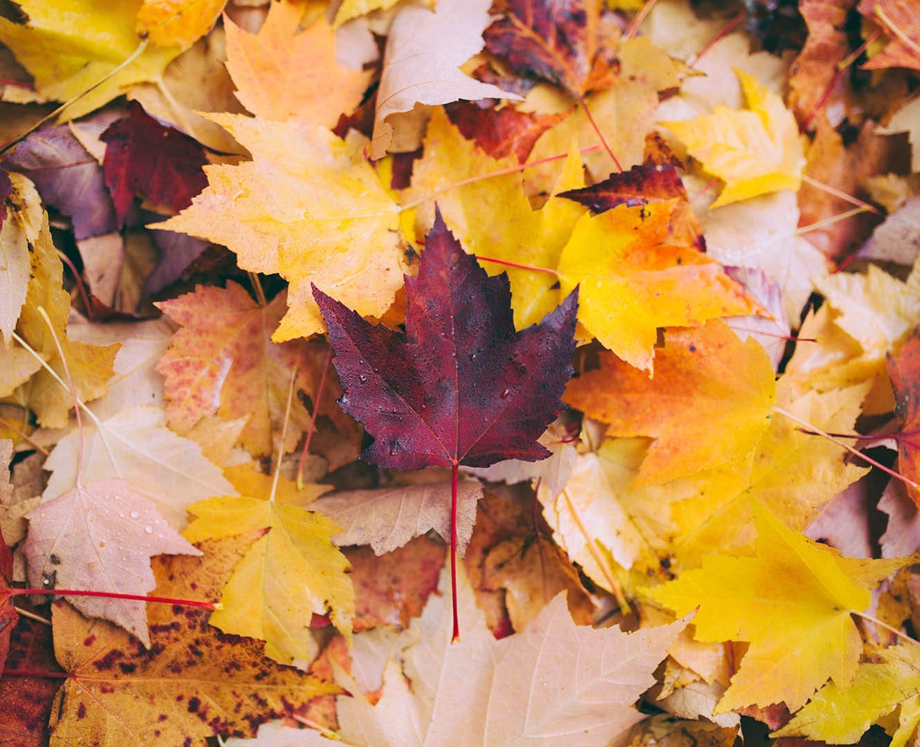 Fall fashion trends fall 2019 fashion trends