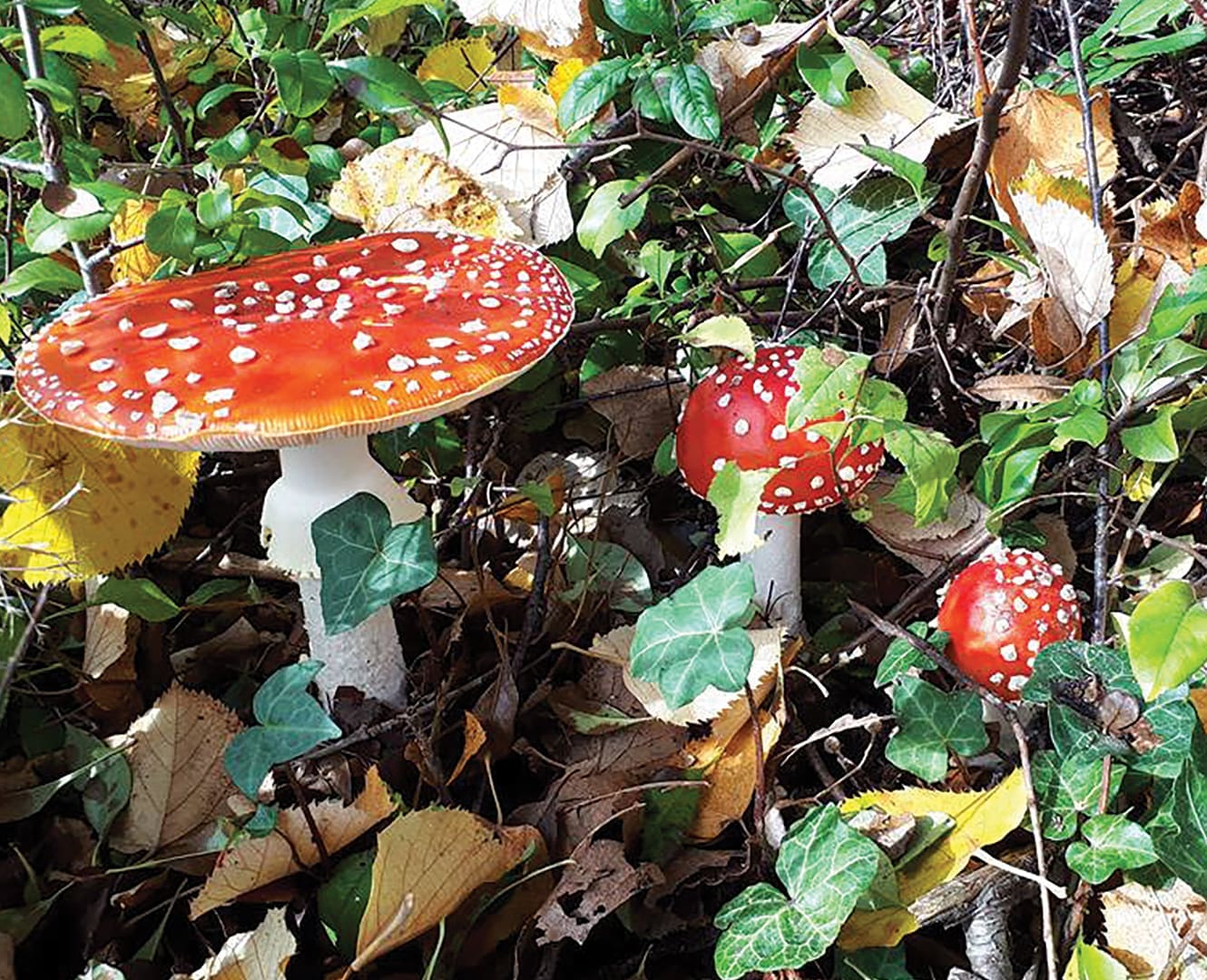 Migraines cured by mushrooms