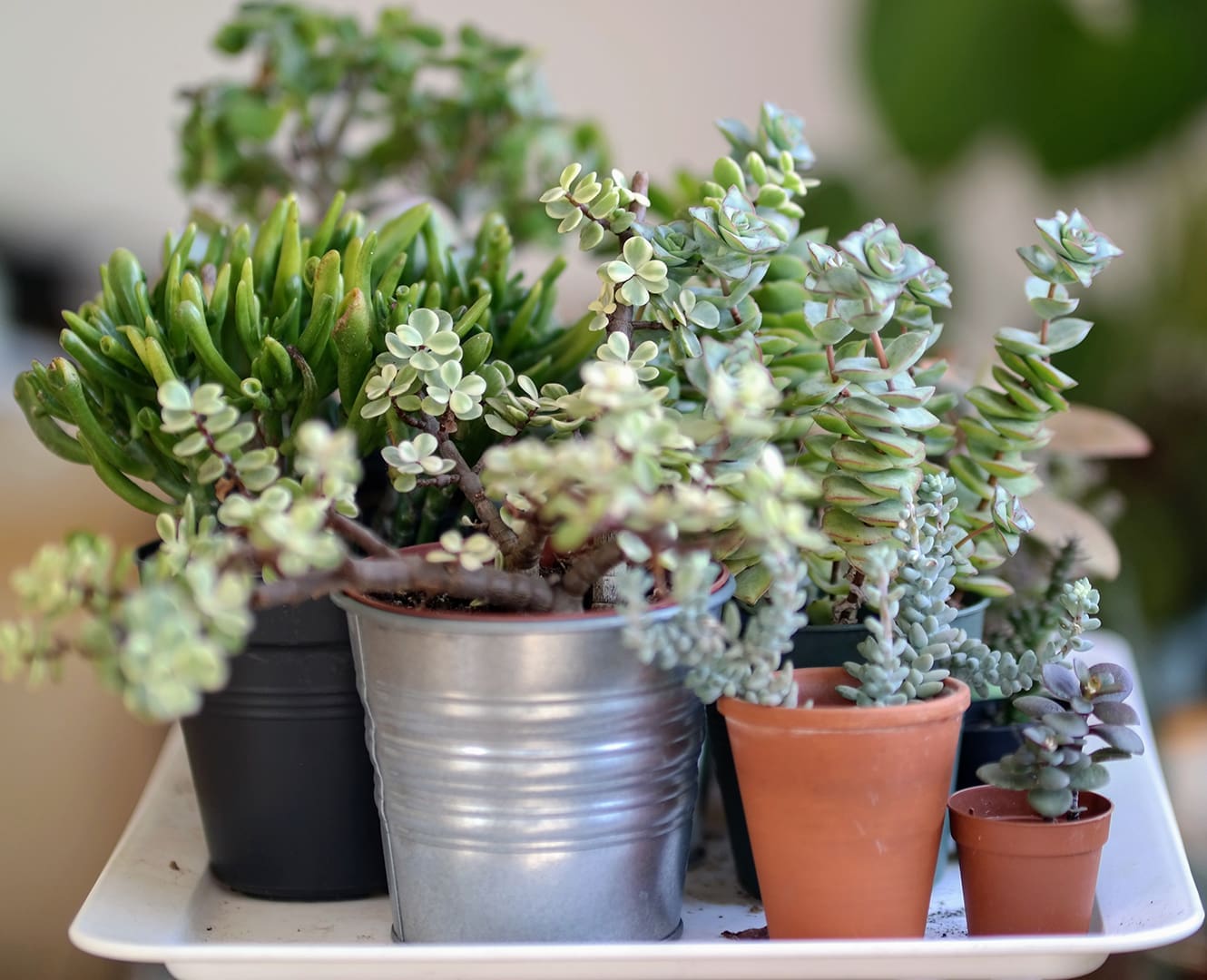 House plants succulents
