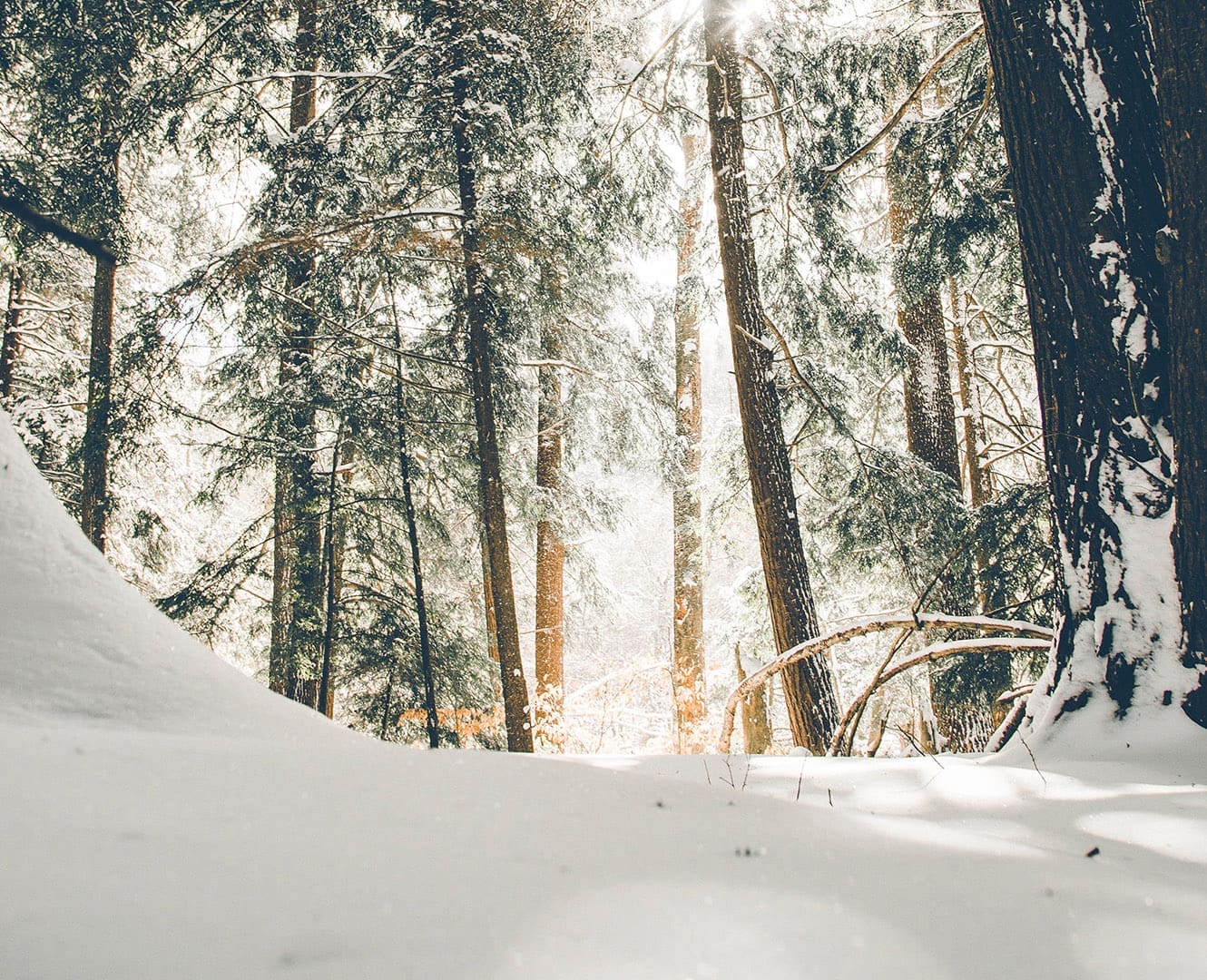 February monologue winter forest path covered in snow