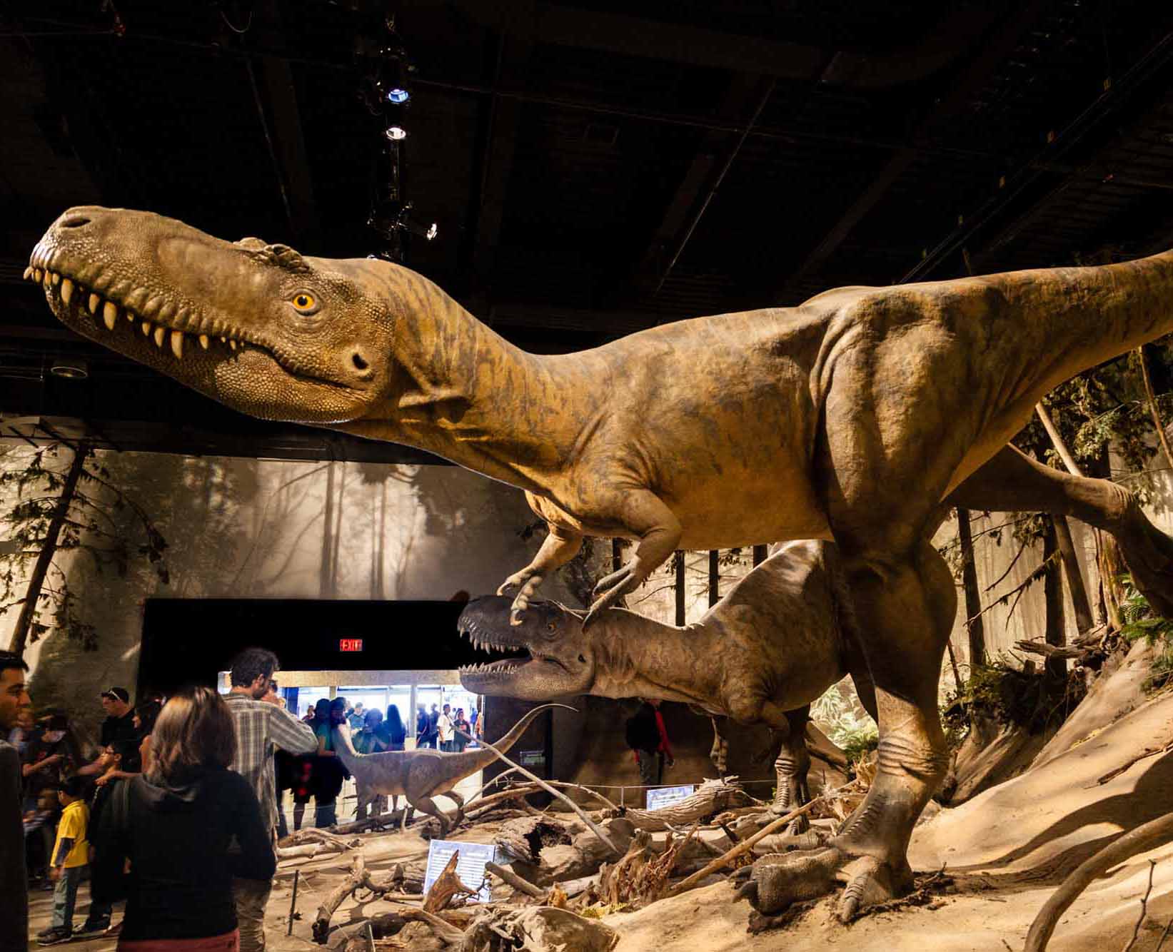 The Royal Tyrrell Museum dinosaur skeleton