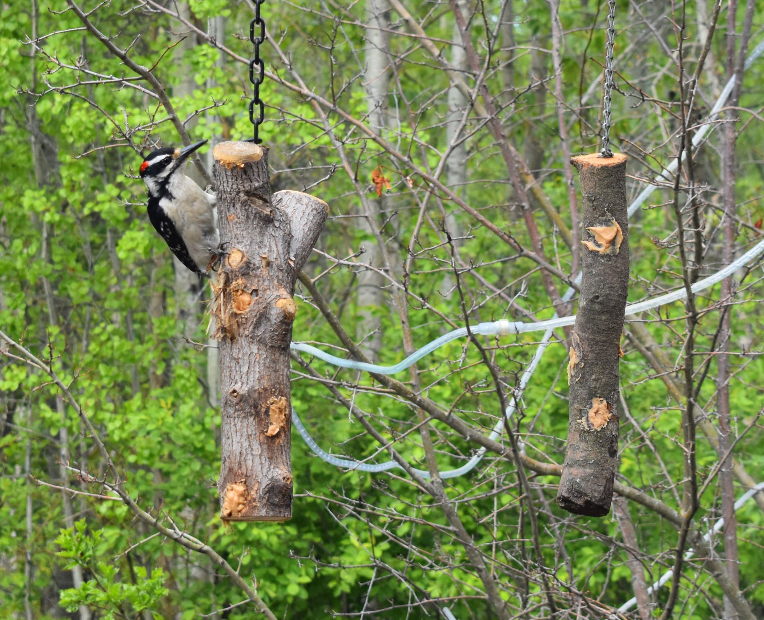 Woodpecker eating from a homemade bird feeder