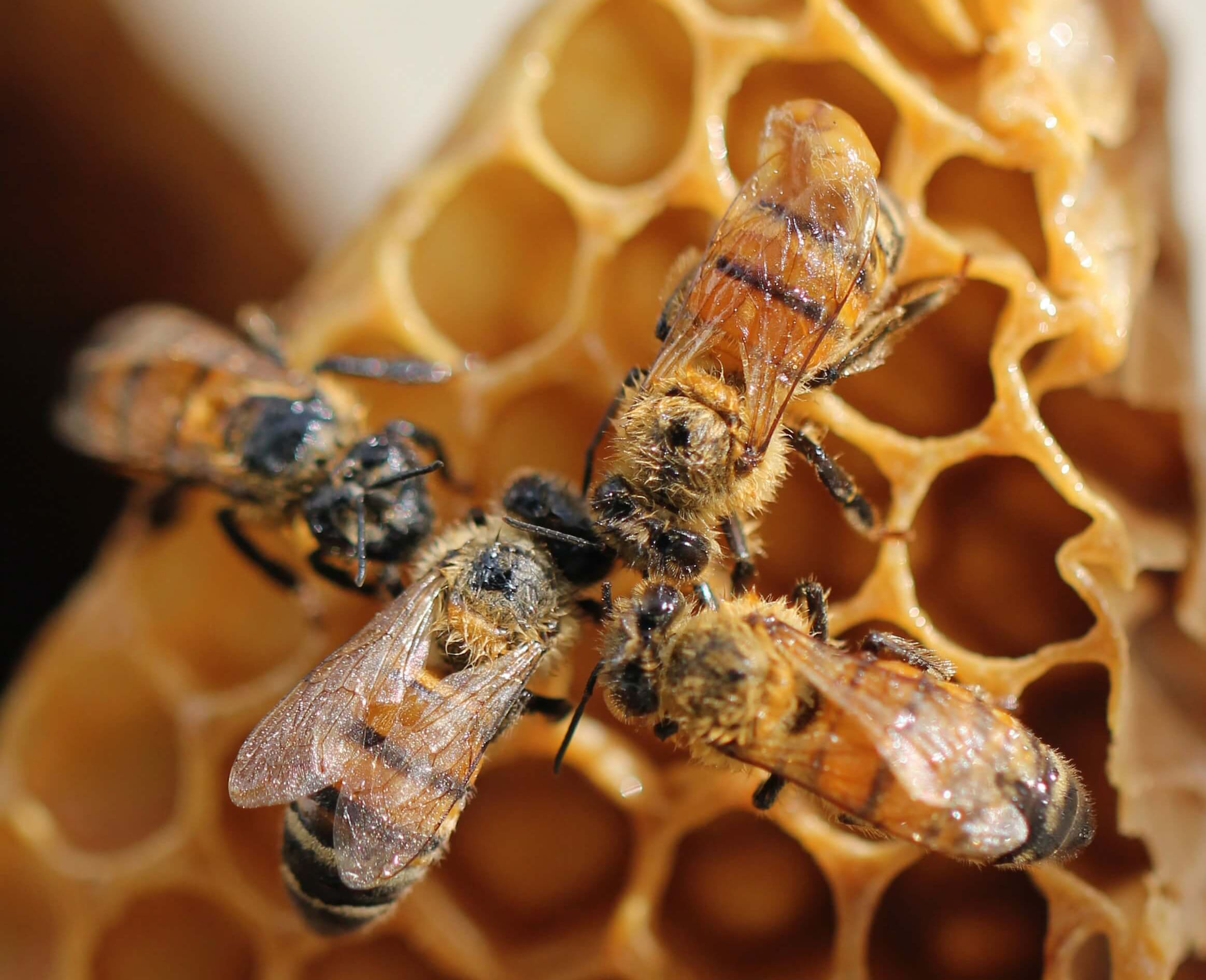 The Asian Giant Hornet: 3 Ways You Can Prevent Them