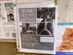 Tuna and Addie face off as pet presidents of Mill Creek Ravine Dog Park