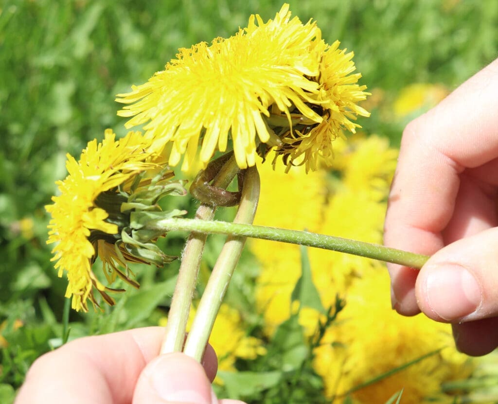 Braiding a DIY dandelion crown