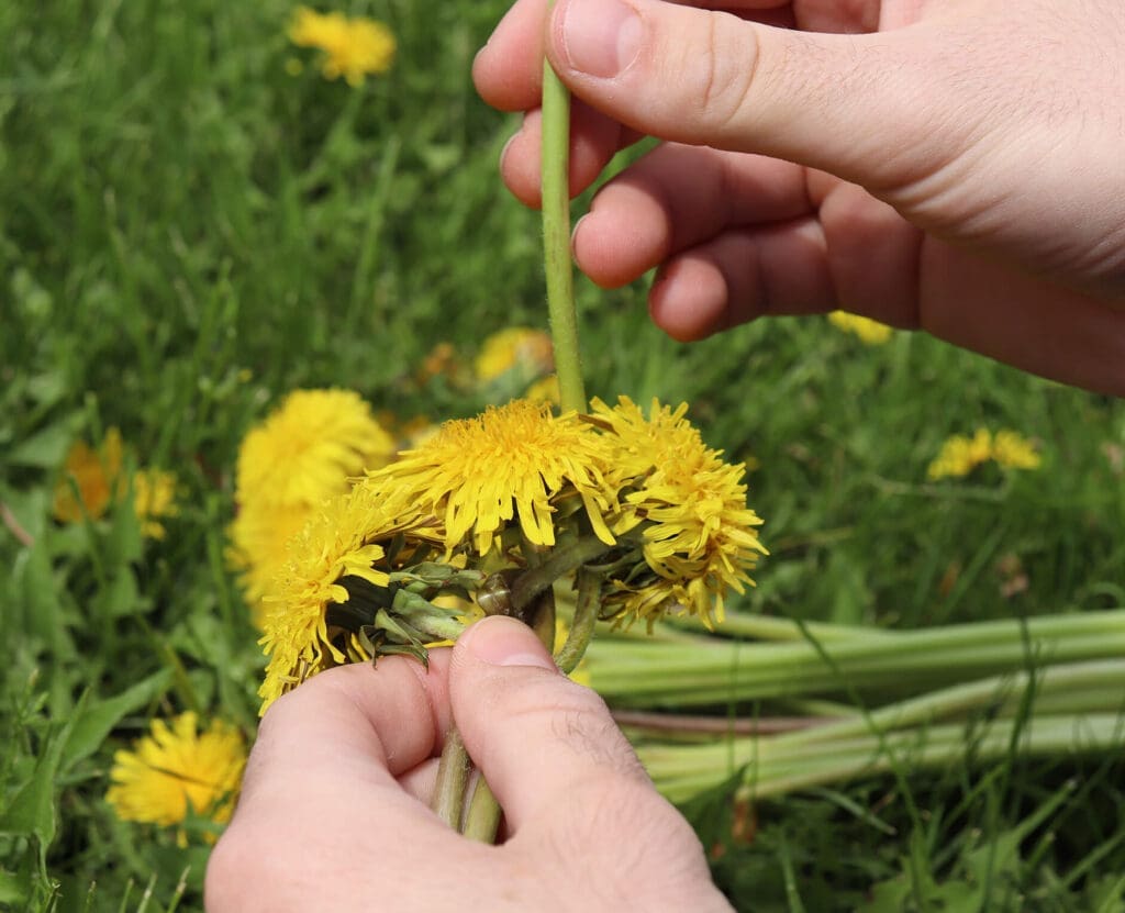 Braiding a dandelion Crown