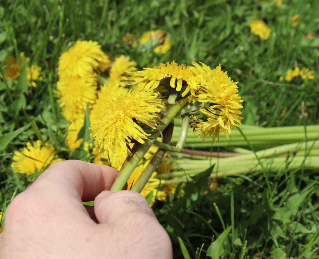 Braiding a dandelion crown