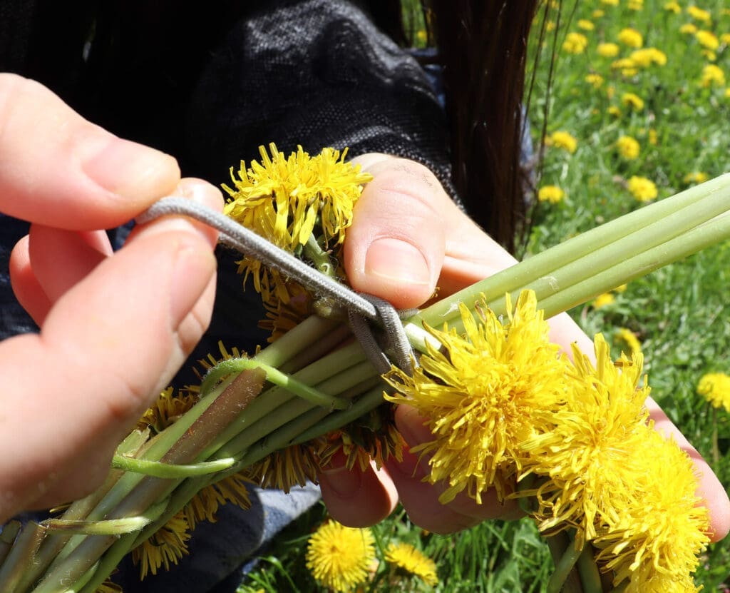 Braiding a handmade dandelion crown