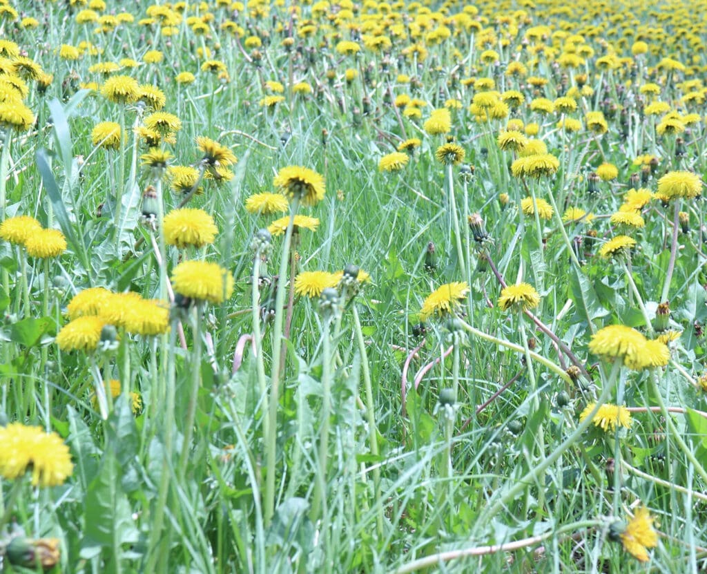 field of dandelions