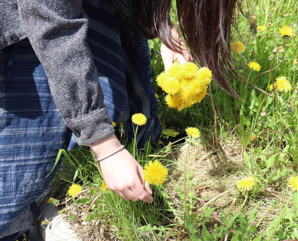 Picking a dandelion from field
