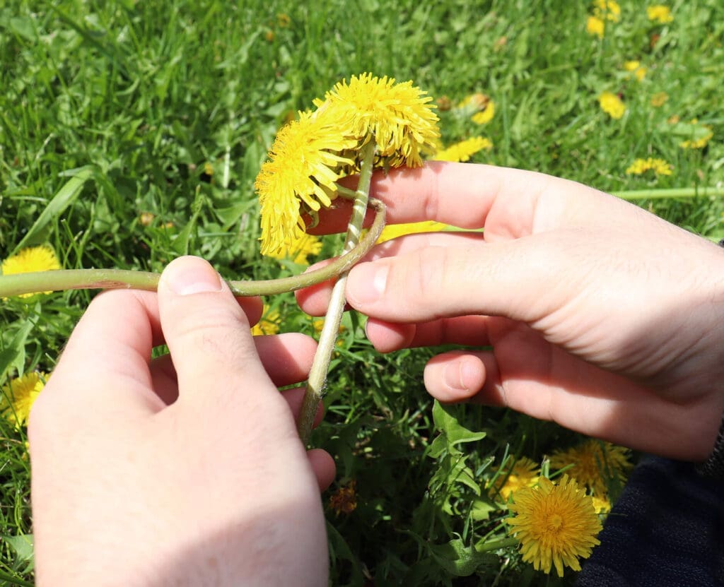 Braiding a dandelion crown