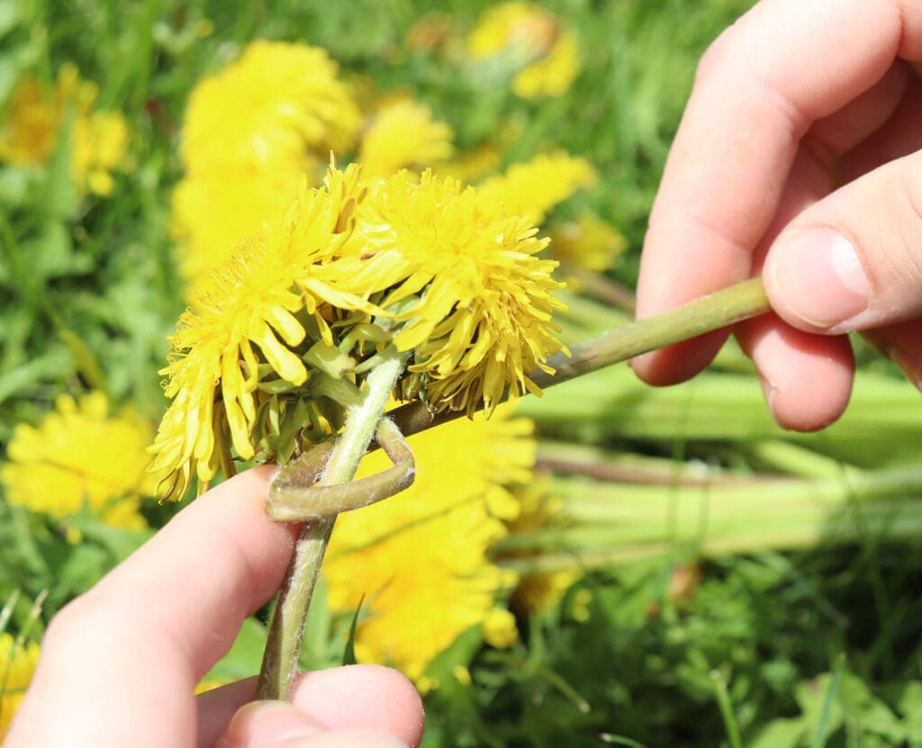 Braiding a dandelion crown