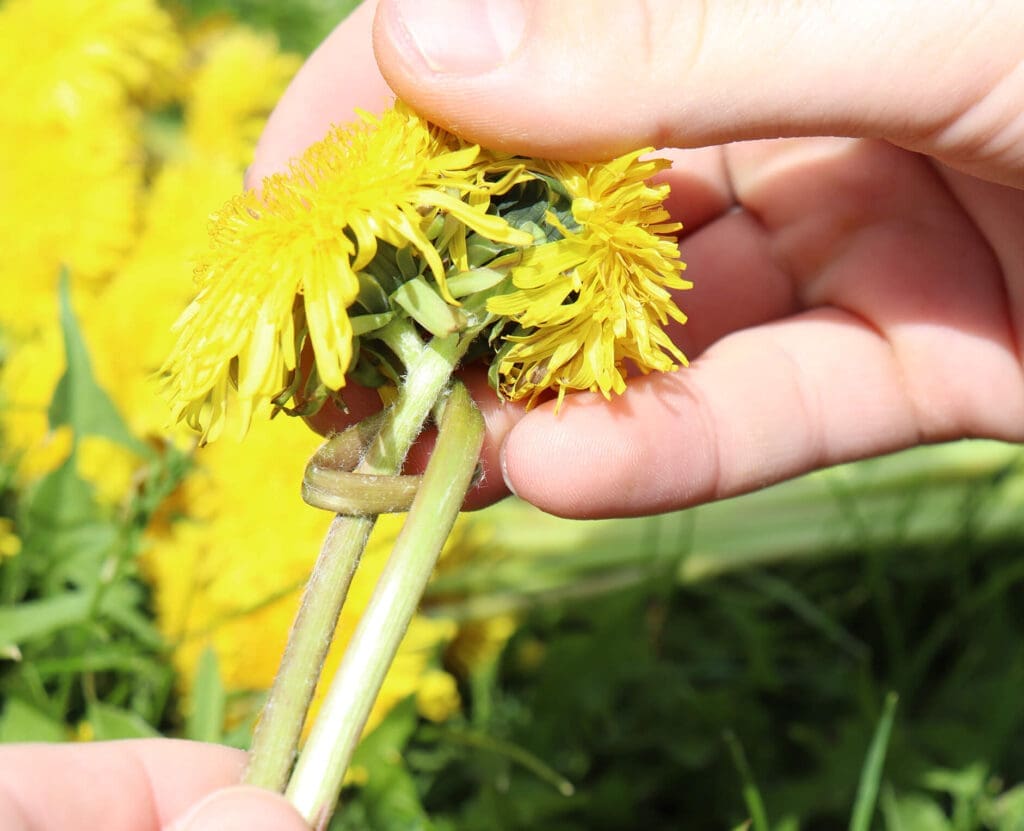 Braiding a Dandelion Crown