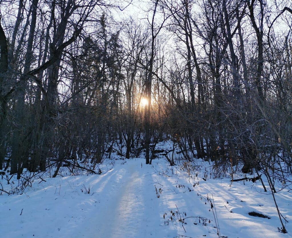 Hiking in the river valley in edmonton
