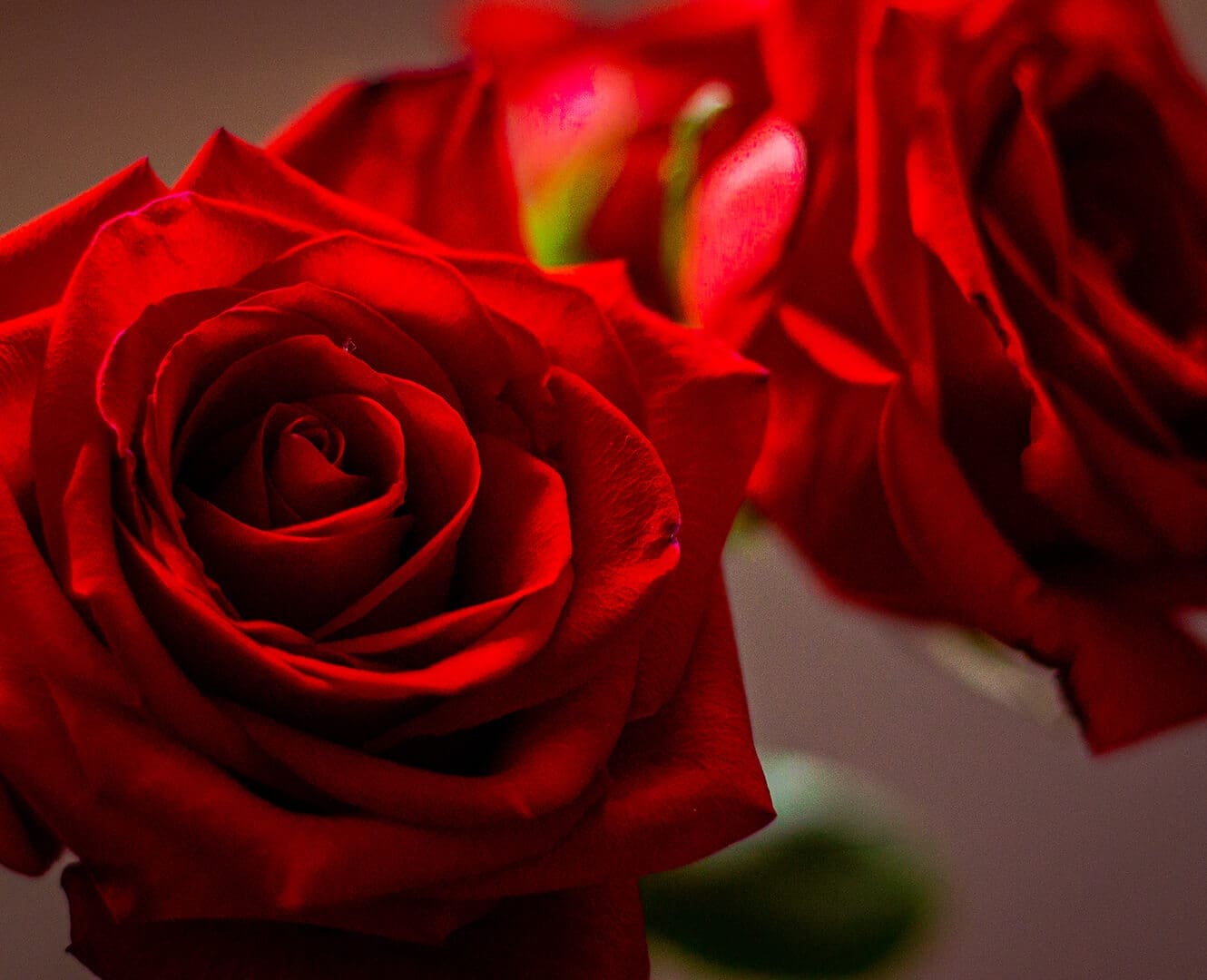 The Shuffle: Bedroom Bangers Red roses flowers valentines