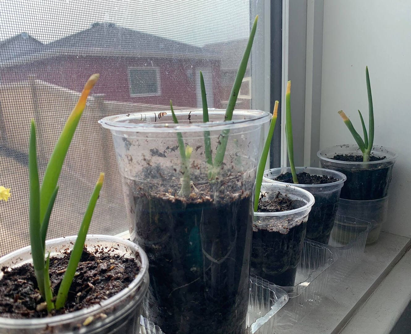 Recycle And Regrow Vegetables From Home