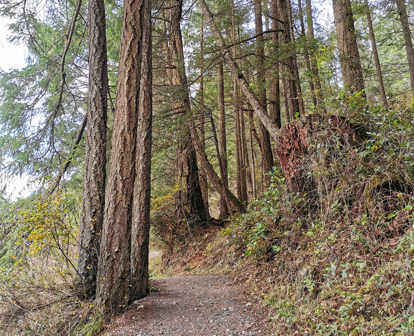 NAIT develops training to help First Nations reclaim boreal forests