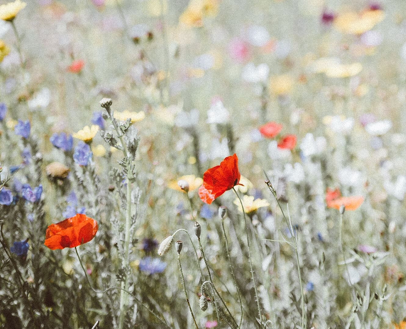 field of flowers, summer blooms, florals