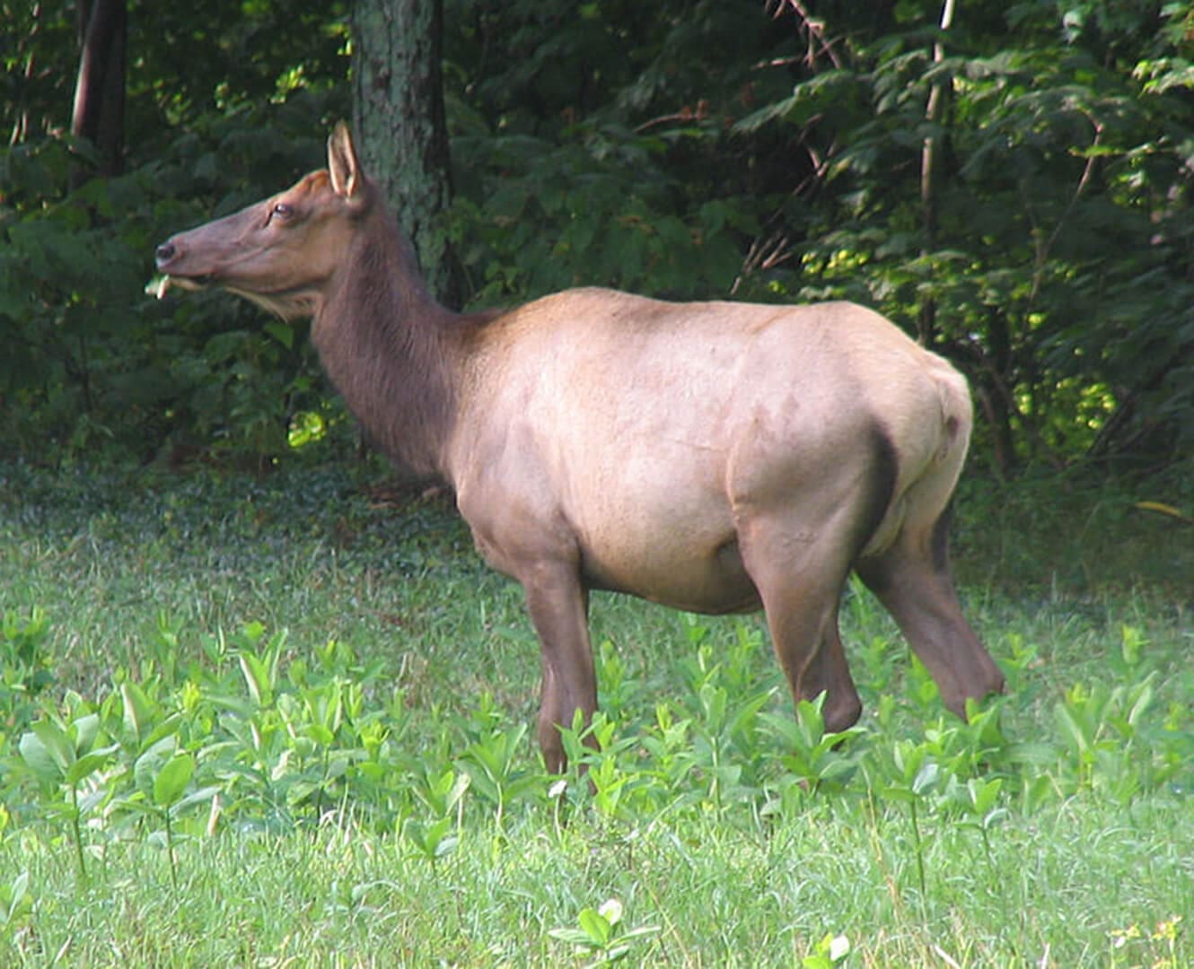 Female Cow Elk Jasper National Park Attack
