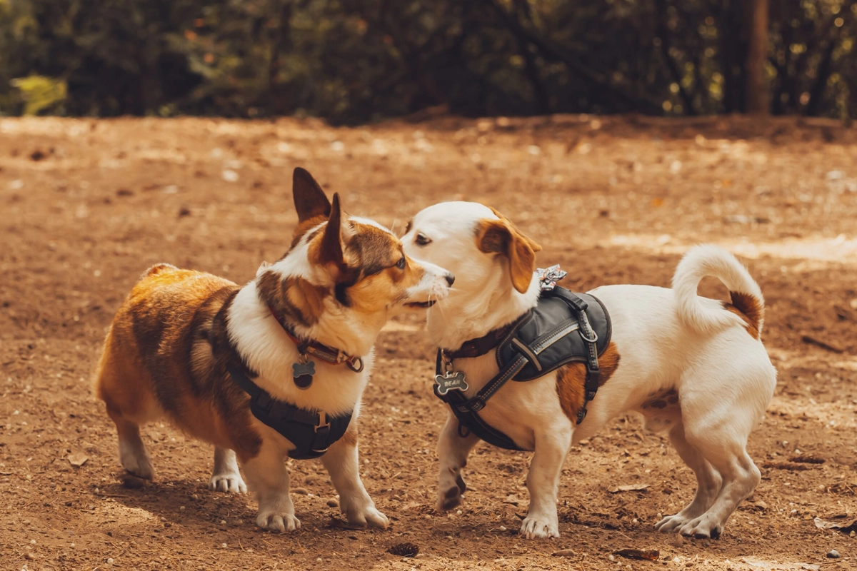 How dog owners can recognize and prevent certain skin cancers