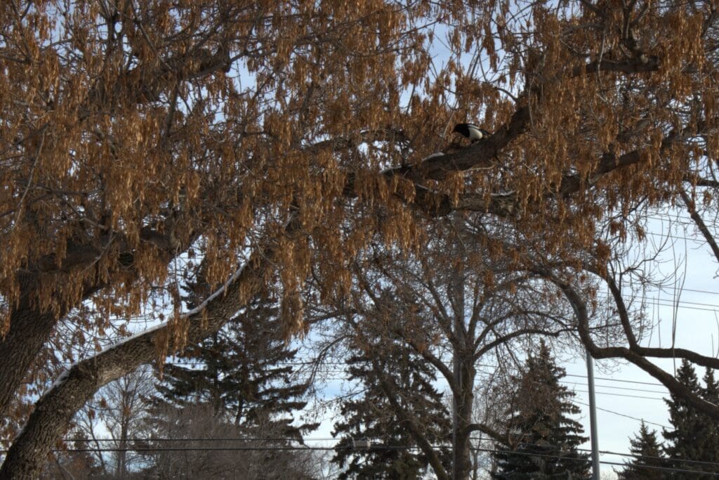 A large tree takes up most of the image. There is a small magpie in the upper right of the tree.