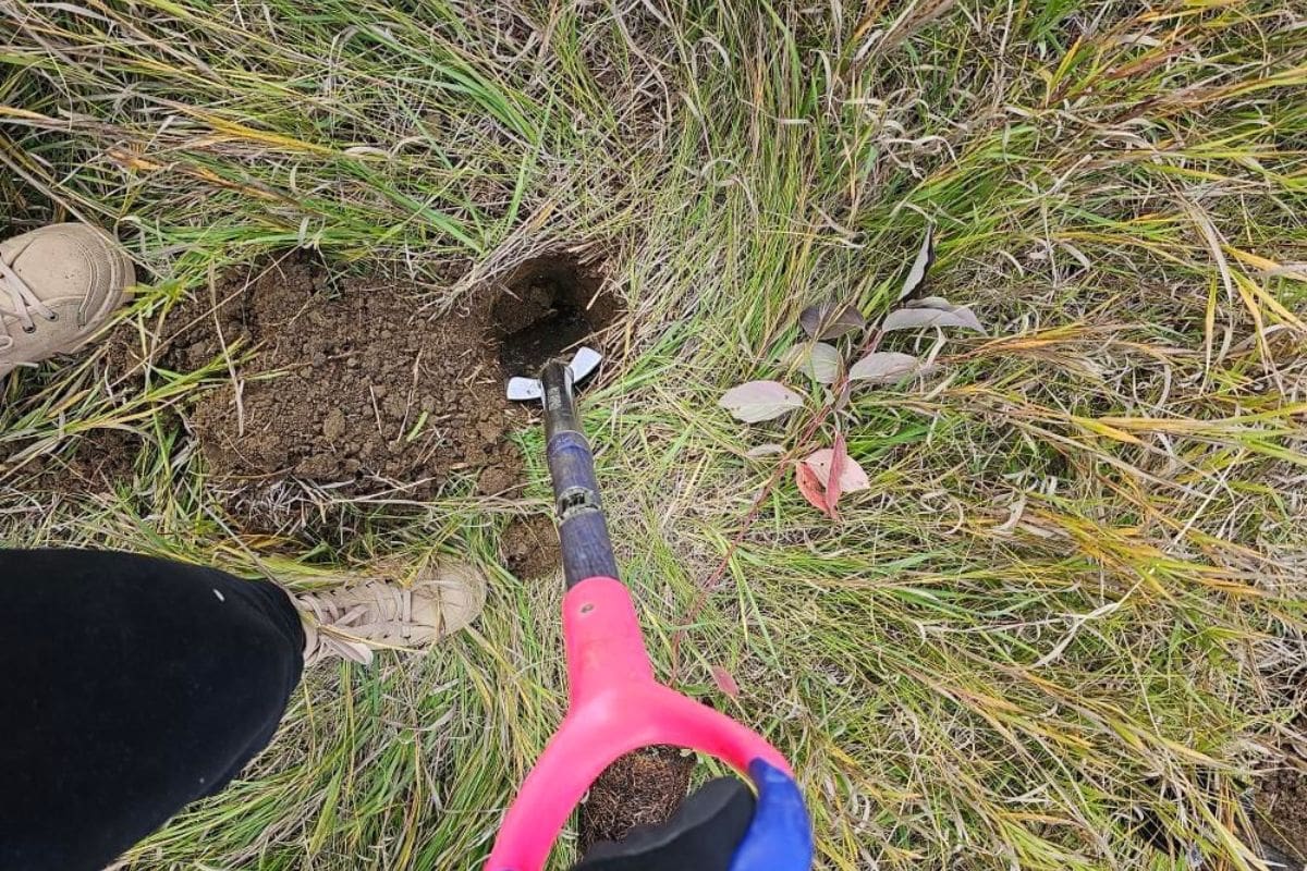 volunteer root for trees