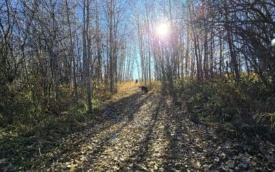 Explore Edmonton’s best trails before winter hits