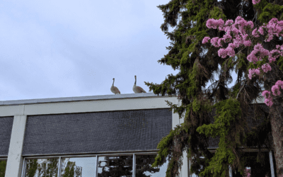 Ook, Ook, Goose: Keeping the peace with campus geese